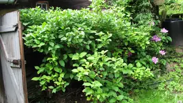 hortensie.webp