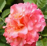 IMG_1769.webp