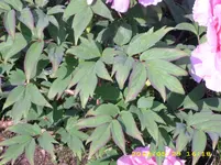 Test 1763.webp