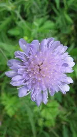 knautia.webp
