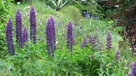 lupinen (3).webp