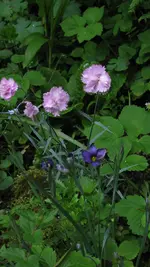 nelkenbinsenlilie.webp