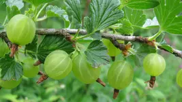 stachelbeeren.webp