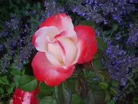 DSC03220.webp