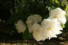 DSC03032.webp