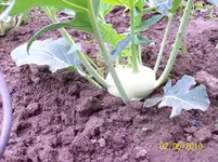 Kohlrabi.webp