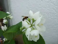 duftjasmin.webp