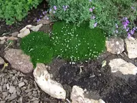 Sternmoos am Gräserbeet.webp