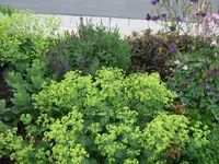 Vorgarten in lila-gelb.webp