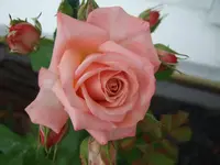 GELBE Kletterrose.webp