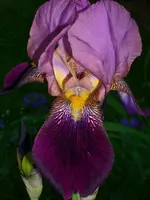 DSCI0933.webp