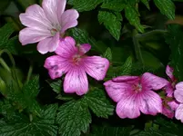 DSCI0937.webp