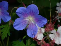 DSCI0938.webp