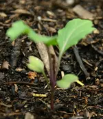 IMG_0088_s.webp