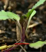 kohlrabi.webp