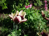 DSC03771.webp