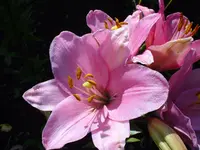 DSC03896.webp