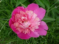 DSC03814.webp