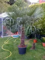 Palme.webp