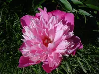 DSC03836.webp