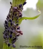 t_blattlaus_schwarz.webp