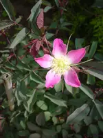 DSC03806.webp