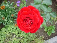 DSC03928.webp