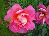 DSC03918.webp
