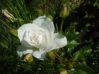 DSC03882.webp