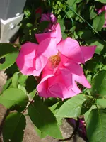 DSC03867.webp