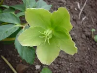 DSC04125.webp