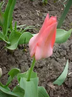 DSC04126.webp