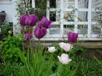DSC04255.webp