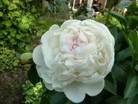 PPfingstrose_2.webp