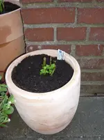Neue Kräuter Gaismeyer 009.webp