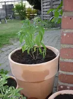 Neue Kräuter Gaismeyer 010.webp