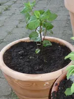 Neue Kräuter Gaismeyer 011.webp