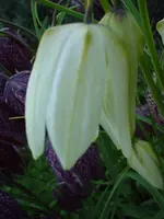 DSC04224.webp
