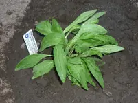 Neue Kräuter Gaismeyer 014.webp
