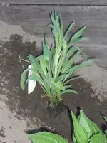 Neue Kräuter Gaismeyer 015.webp