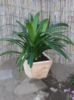 Neue Kräuter Gaismeyer 016.webp