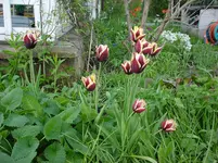 DSC04256.webp