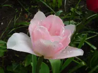 DSC04258.webp
