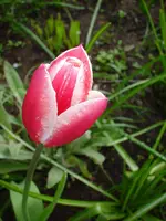 DSC04259.webp