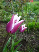 DSC04261.webp