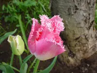 DSC04266.webp