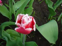 DSC04267.webp