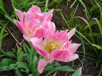 DSC04272.webp