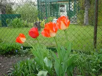 DSC04263.webp
