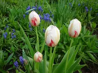 DSC04270.webp